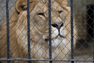 Sudáfrica prohíbe las granjas de leones