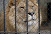 Sudáfrica prohíbe las granjas de leones