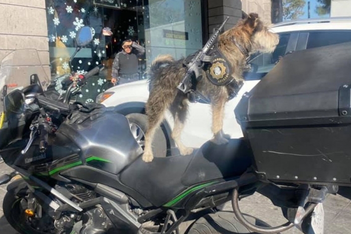 Panadería de CDMX contrata a un perro