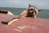 Playa Miramar, la isla mexicana de los mapaches