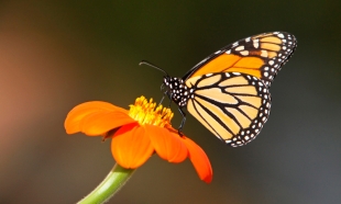 Unas por otras; población de mariposas monarca aumenta pero no lo suficiente