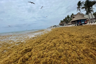 Advierten récord por acumulamiento de sargazo en playas mexicanas