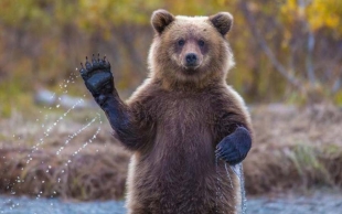 Gobernador de Montana pide regresar la caza legal de osos Grizzly