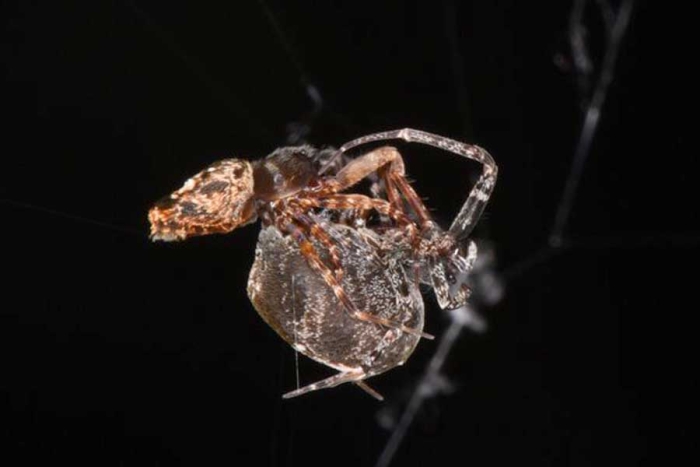 Canibalismo sexual; revelan cómo las arañas macho huyen de sus depredadoras