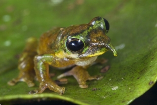 ¿Conoces a la rana Pinocho? Nueva especie de rana arborícola