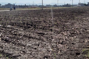 Productores de cempasúchil reportan afectaciones por lluvias en Edomex