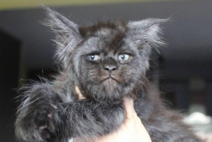 Gato con rostro humano, nuevo fenómeno viral.