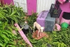 Huracán “Otis”: ¿cómo ha sido el rescate de mascotas en Acapulco?