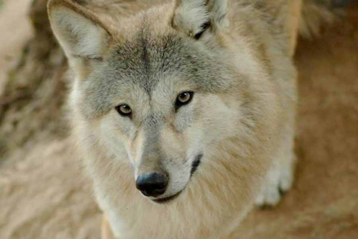 Reconocen como nueva especie al lobo en el Himalaya