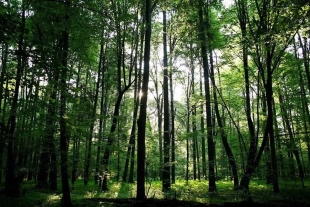 El equipo analizó 69 de los 100 árboles más comunes en Europa