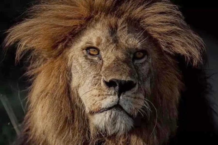 ob Junior, el león que fue asesinado en África / Rajabu Hussein