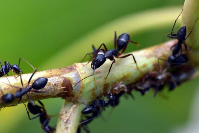 ¡Hormigas contra el cáncer! Revelan que estos insectos pueden oler tumores