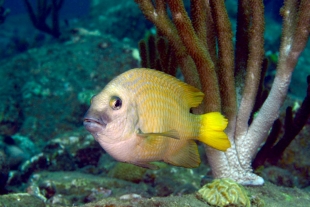 Descubren al primer animal capaz de domesticar a otra especie