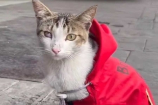 ¡No puede ser! Fallece “Wicho”, el gatito del heroico cuerpo de bomberos de la CDMX