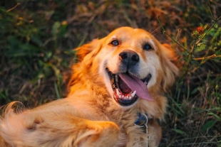 Un encantador perro Golden Retriever se convirtió en la nueva sensación de internet