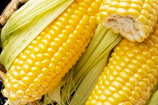 Piden productores autorizar la siembra de maíz transgénico