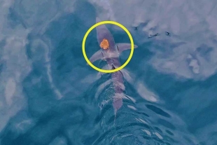 Los expertos sacaron sus cámaras y filmaron el extraño suceso