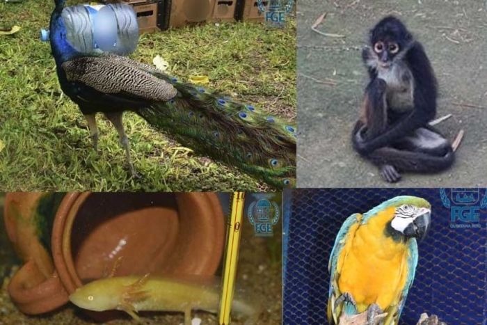 Pavorreales, cocodrilos y más; rescatan a 164 animales en Quintana Roo