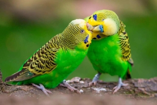 El análisis reveló que cada animal utilizaba regiones distintas del cerebro