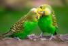 Actividad cerebral de los loros para producir sonidos es similar a la humana