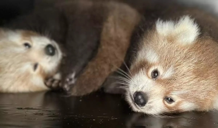 Bebés de esperanza; nacen en Francia dos pandas rojos, especie en peligro