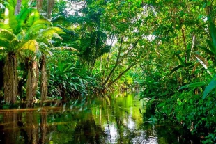 La destrucción de los bosques tropicales amazónicos es culpable del 16.5% del incremento de dos grados de media registrada en dicha zona