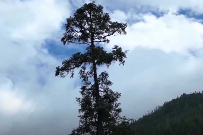 ¡Impresionante! Expertos descubren el árbol más alto de China