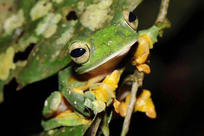 Miles de anfibios en riesgo de desaparecer