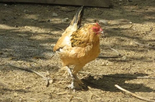 ¡Increíble! Gallina desafía las probabilidades y alcanza los 21 años de edad