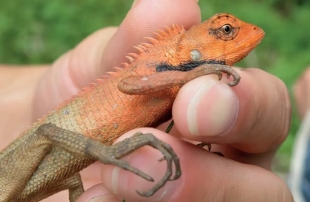 Descubren en China una nueva especie de iguana con singular lengua color naranja
