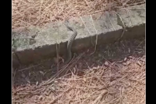 Usuarios alertan por presencia de serpientes en Parque Bicentenario de Metepec