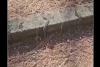 Usuarios alertan por presencia de serpientes en Parque Bicentenario de Metepec