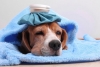 5 recomendaciones para evitar enfermedades respiratorias en tus mascotas