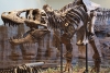 Venden fósil de T Rex en eBay por 3 millones de dólares