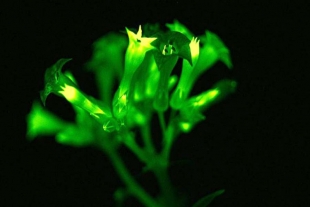 Crean plantas brillantes usando genes de hongos