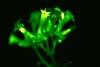 Crean plantas brillantes usando genes de hongos