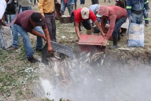 ¡Tragedia en Hidalgo! Mueren 4 mil toneladas de peces por una presa sin agua