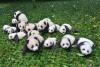 Osos panda ya no están en peligro de extinción