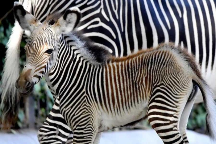 Crece la esperanza; cebra de Grevy, especie amenazada, nace en Bioparque de Roma