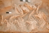 Misterio resuelto; el primer animal híbrido vivió hace 4500 años