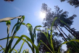 En riesgo cosecha de maíz por falta de lluvia y altas temperaturas en el Edoméx