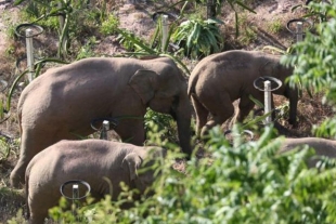 Manada de elefantes salvajes sigue acercándose a ciudad china; autoridades buscan como detenerlos