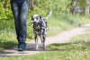 4 mil de multa por pasear a tu perro sin correa en Ecatepec