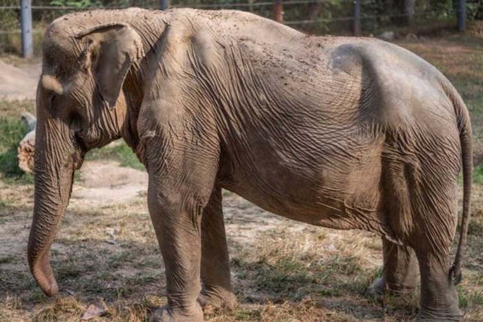 Activistas denuncian que el turismo en Tailandia deforma la columna de los elefantes