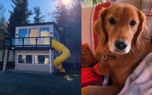 Con tele, chimenea y más: echa un vistazo a la espectacular casa donde vive este perrito