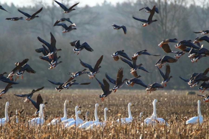 Propusieron un nuevo árbol evolutivo para clasificar aves