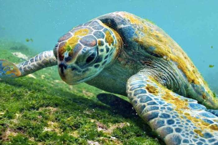 Científicos buscarán introducir especies extintas en la Isla Floreana de Galápagos