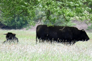 Protesta de defensores de animales salva del matadero a 180 vacas en Polonia