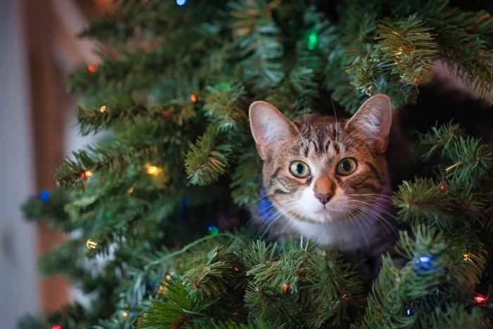 ¿Es posible proteger el árbol de navidad de las mascotas? Checa estos consejos