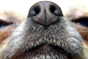 ¡Guau! Estudio revela que los perros pueden detectar el calor corporal de pequeños mamíferos